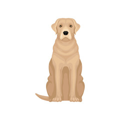 Colorful illustration of labrador retriever. Large dog with beige coat. Flat vector for promo poster of kennel club or pet clinic