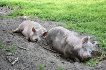 pigs sleeping