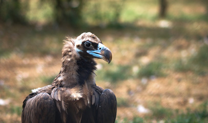 Bird in a zoo