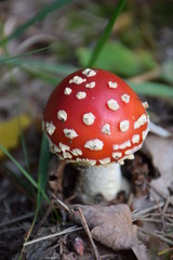 red mushroom