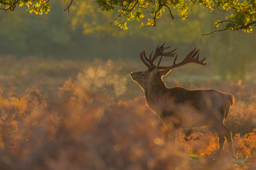 Breathing Stag