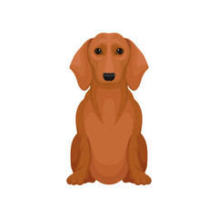 Cute brown dachshund with shiny eyes. Small hunting dog. Flat vector element for promo poster of pet shop or vet clinic