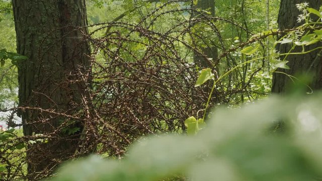 View of old German barbed wire being in forest since wartime