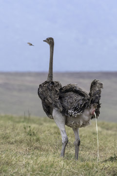 Ostrich - struisvogel