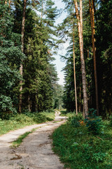 Earthy forest road, copy space