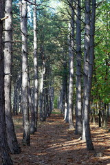 Obraz premium Path in the pines forest
