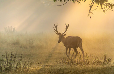 Deer in mist