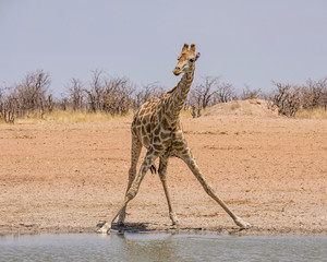 Giraffe Drinking