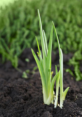 Obraz premium Daylily plantlet first leaved