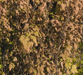 grass, nature, straw