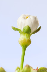 Obraz premium Macro of blooming cherry