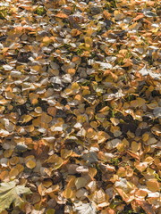 grass, nature, straw