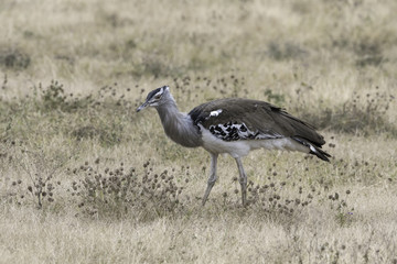 Kori Bustard - Koritrap