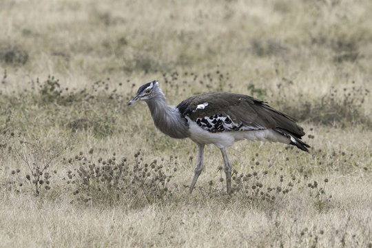 Kori Bustard - Koritrap