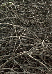 Brushwood pile