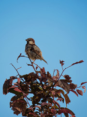 bird sparrow Yalikavak, Bodrum, 29.04.2018