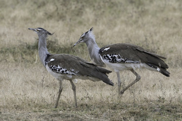 Kori Bustard - Koritrap