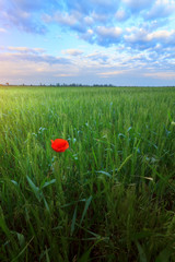 lonely poppy flower on a green field / evening summer landscape of Ukraine field