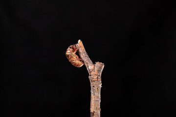 Cicada larva