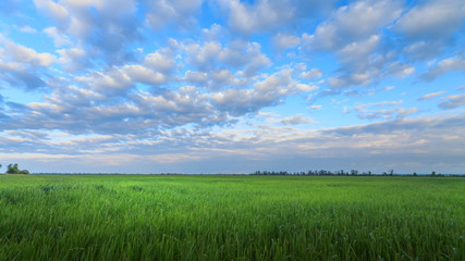 Obraz premium young wheat field in early spring the young wheat spring endless horizon