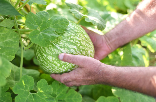 Courge de Siam