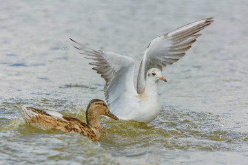 Möwen auf einem Teich im Binnenland