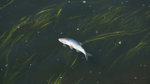 Dead fish floating in the Moscow river. Fili park, Moscow, Russia.