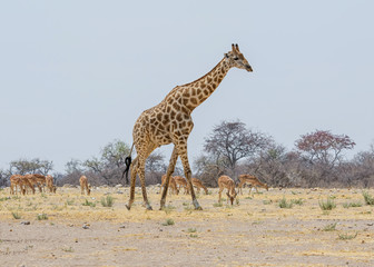 Giraffe Walking