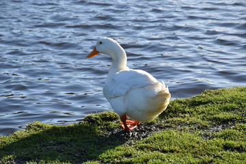 white goose looking at water