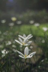 fairy lily in rain bokeh bright 