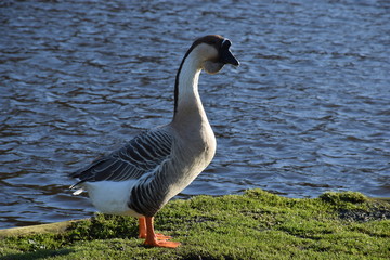 goos standing on grass