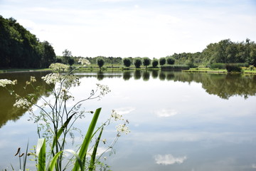 pond landscape with flowers