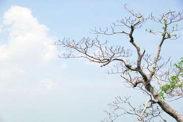 Dead tree