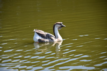 goose swimming in pond