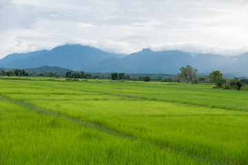 Fototapeta na wymiar Rice field thailand green rice farm and asian farmer with mountain on rainy season.