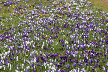 Naklejka premium Crocus field