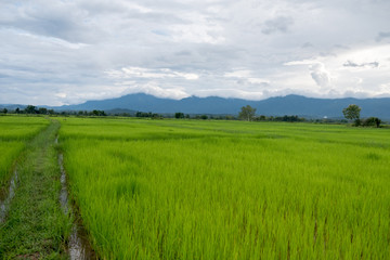 Fototapeta na wymiar Rice field thailand green rice farm and asian farmer with mountain on rainy season.