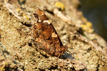 Butterfly perches on a tree in a garden. Wild Animals. Beautiful butterfly closeup in nature outdoor on a tree.
