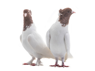 Naklejka premium two white doves isolated