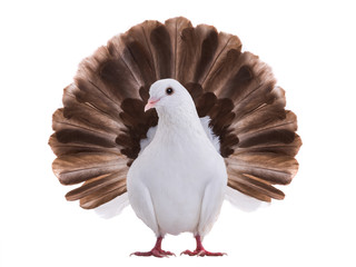 white dove peacock isolated
