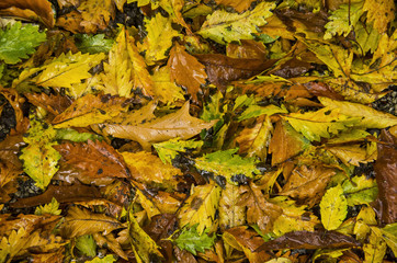 Fallen leaves, mainly oak, after a rain shower in autumn