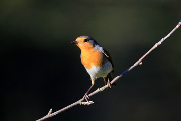 Aufmerksam schauendes Rotkehlchen