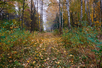 Obraz premium There are many yellow leaves in the woods, autumn.