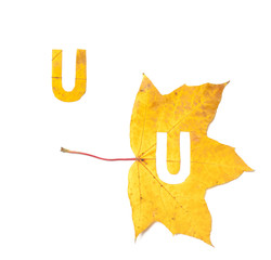 Obraz premium Autumn alphabet. Letter U is cut from yellow maple leaf
