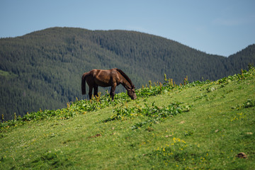 Horse on a mountain hill. Landscape of mountains with a horse.
