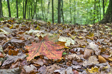 Path covered with fallen leaves, mainly brown colored, in a forest in autumn