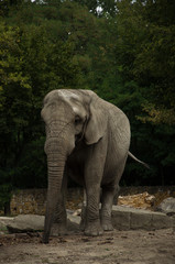 Fototapeta na wymiar Elephant in natural background
