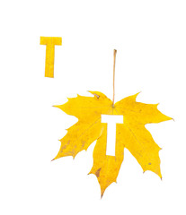 Obraz premium Autumn alphabet. Letter T is cut from yellow maple leaf