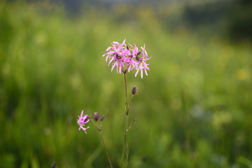 Macro photo of a wild violet and green grass in the morning.