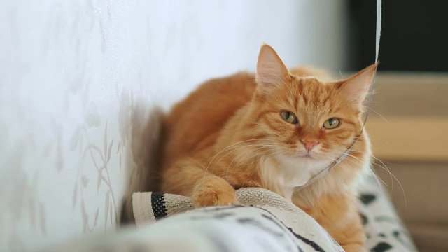 Cute ginger cat lying on couch. Fluffy pet going to sleep and doesn't want to play with ribbon. Cozy home.